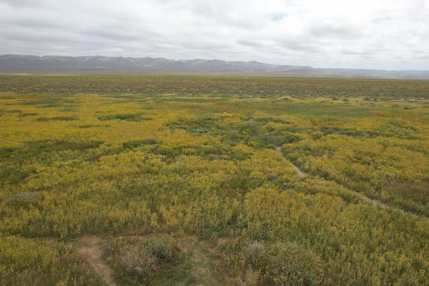 Wildflowers at Carrizo Plain National Monument and Soda lake