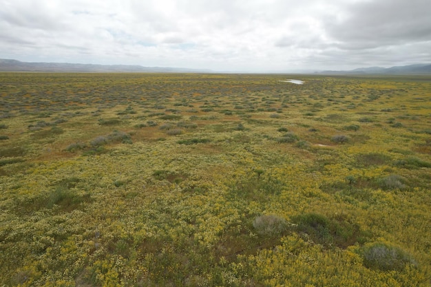 Wildflowers at Carrizo Plain National Monument and Soda lake