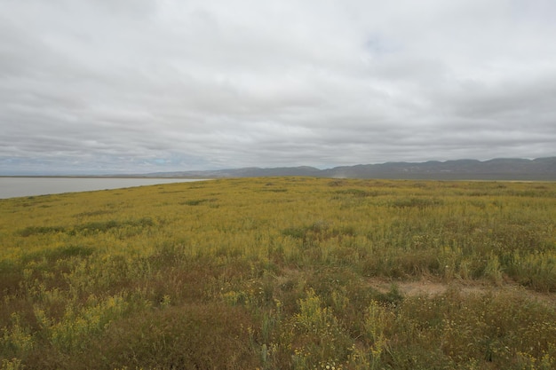 Wildflowers at Carrizo Plain National Monument and Soda lake