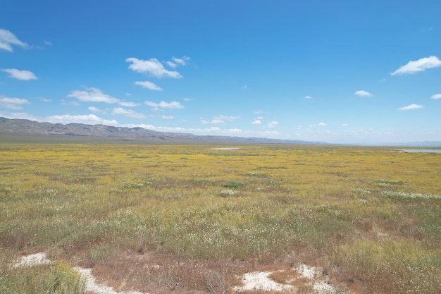 Wildflowers at Carrizo Plain National Monument and Soda lake