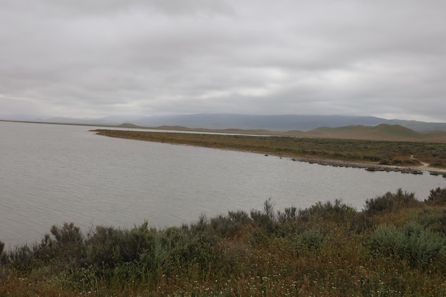 Wildflowers at Carrizo Plain National Monument and Soda lake