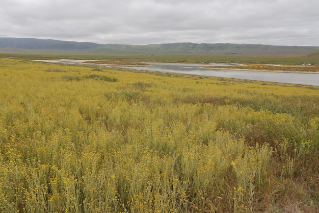 Wildflowers at Carrizo Plain National Monument and Soda lake