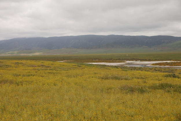 Wildflowers at Carrizo Plain National Monument and Soda lake