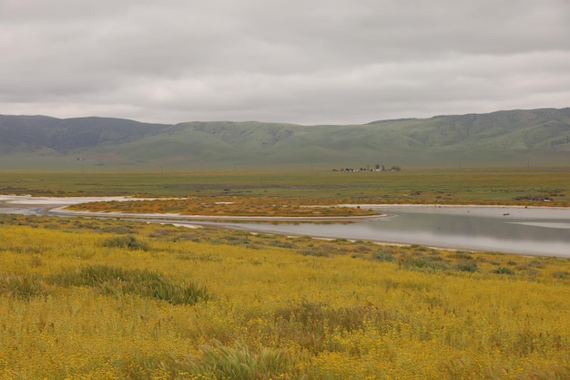 Wildflowers at Carrizo Plain National Monument and Soda lake