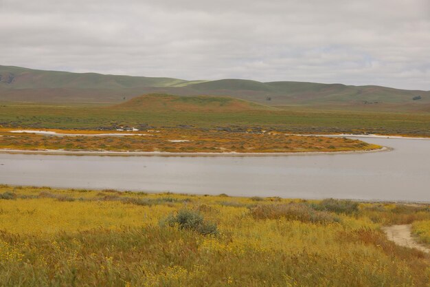 Wildflowers at Carrizo Plain National Monument and Soda lake