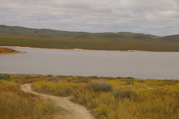 Wildflowers at Carrizo Plain National Monument and Soda lake