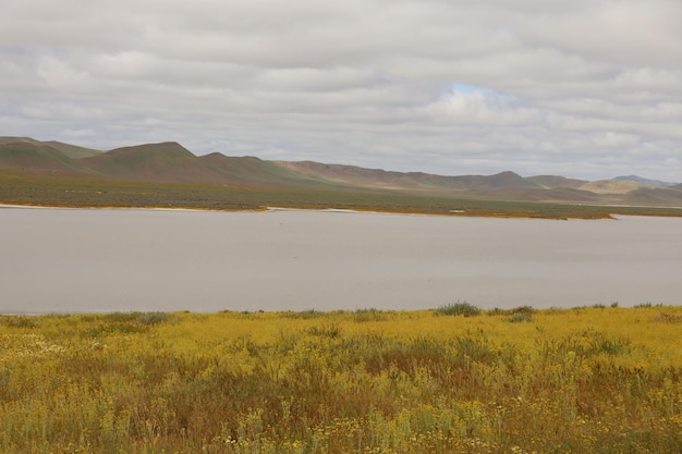 Wildflowers at Carrizo Plain National Monument and Soda lake