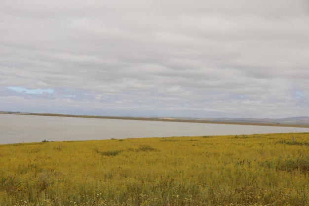 Wildflowers at Carrizo Plain National Monument and Soda lake