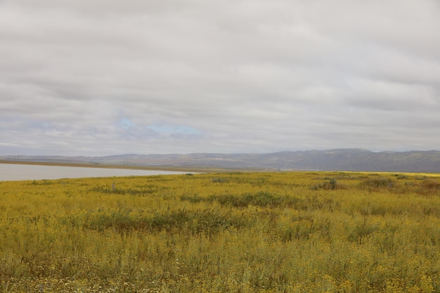 Wildflowers at Carrizo Plain National Monument and Soda lake