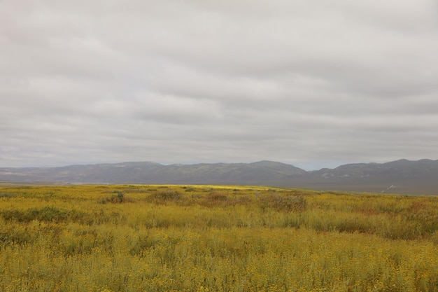 Wildflowers at Carrizo Plain National Monument and Soda lake