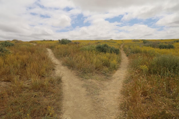 Wildflowers at Carrizo Plain National Monument and Soda lake