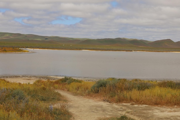 Wildflowers at Carrizo Plain National Monument and Soda lake