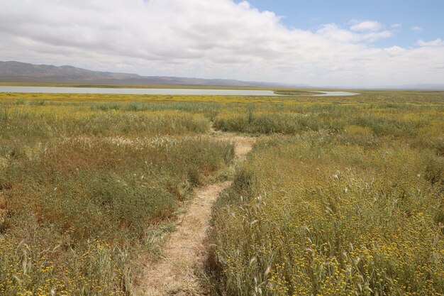 Wildflowers at Carrizo Plain National Monument and Soda lake