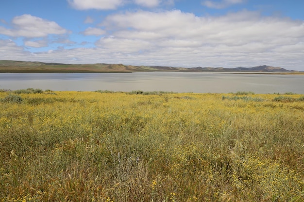 Wildflowers at Carrizo Plain National Monument and Soda lake