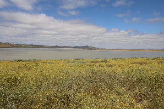 Wildflowers at Carrizo Plain National Monument and Soda lake