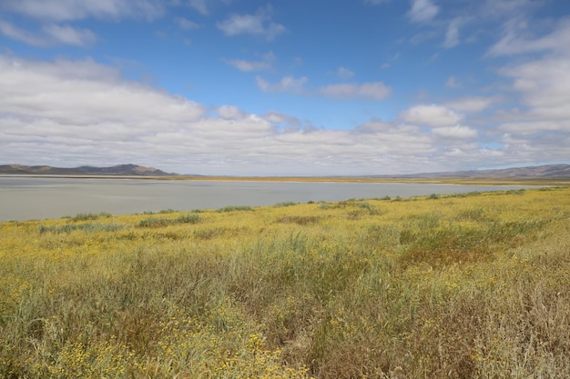 Wildflowers at Carrizo Plain National Monument and Soda lake