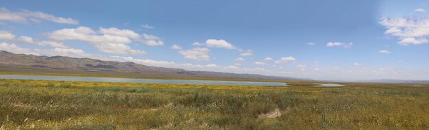 Wildflowers at Carrizo Plain National Monument and Soda lake