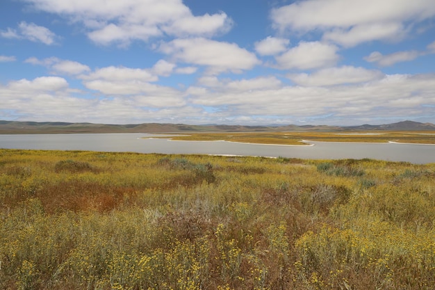 Wildflowers at Carrizo Plain National Monument and Soda lake