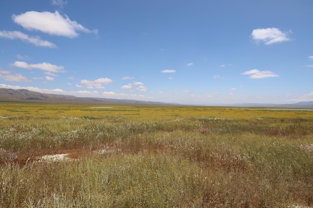 Wildflowers at Carrizo Plain National Monument and Soda lake