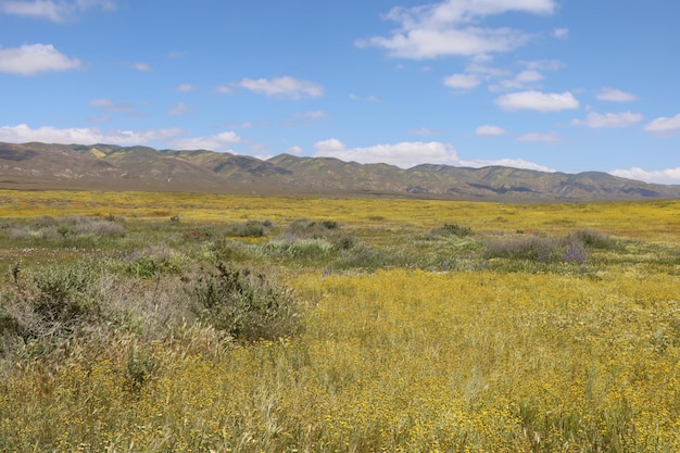 Wildflowers at Carrizo Plain National Monument and Soda lake