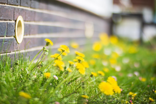 Wildflowers closeup on a sunny day in summer Beautiful natural rural landscape with blurry background for naturethemed design and projects