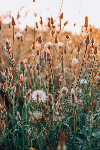 Wildflowers in grass meadow