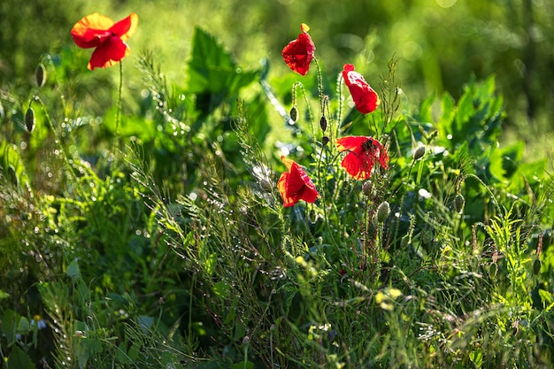 Wildflowers and grasses after rain shallow depth of field