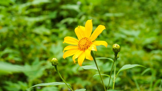 Wildflowers in Green Background