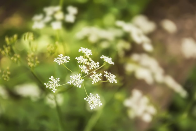 Wildflowers on meadow