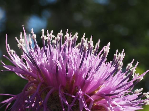 wildflowers in the meadow