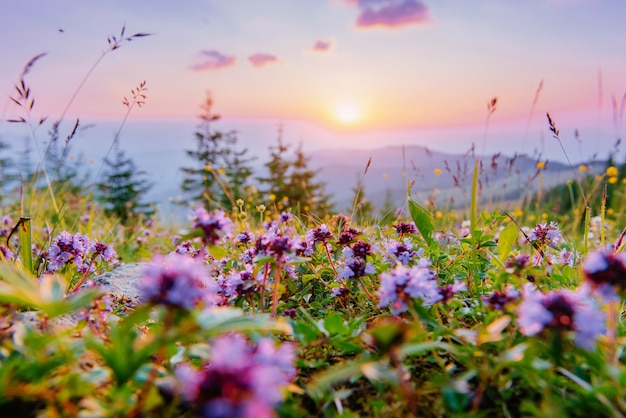 Wildflowers in the mountains at sunset