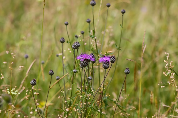 Wildflowers on summer field.