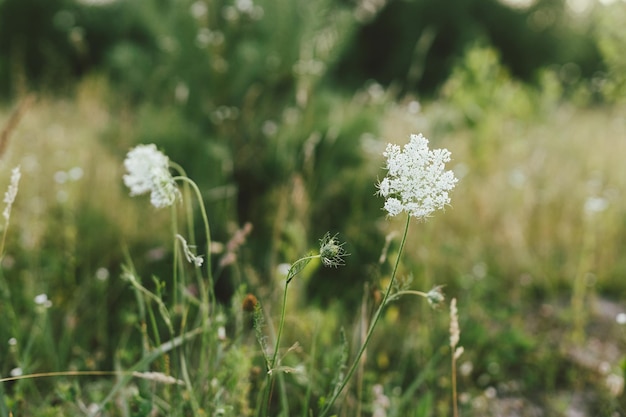 Wildflowers in summer meadow Daucus carota flowers close up in countryside Wild carrot flower and herbs close up in evening sunshine atmospheric image