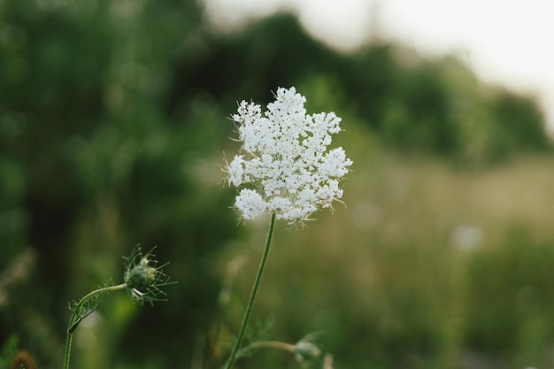 Wildflowers in summer meadow Daucus carota flowers close up in countryside Wild carrot flower