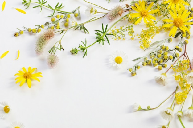 Wildflowers on white paper background