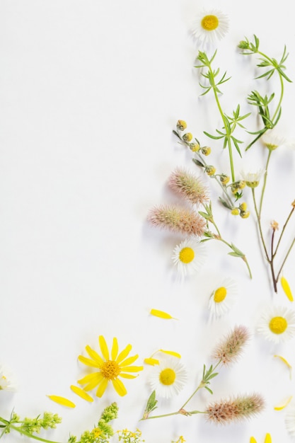 Wildflowers on white paper background