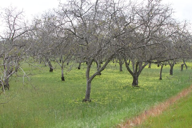 Wildlflowers in California