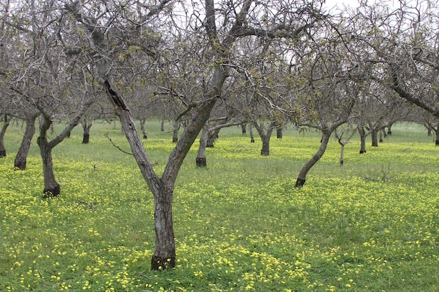 Wildlflowers in California