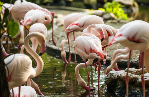 Wildlife Animal, Flamingos are type of wading birds, flyers. Flamingos usually stand on on