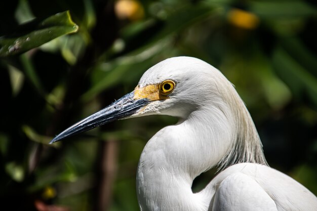 wildlife, close-up of a great white frigatebird