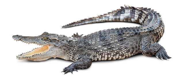 Wildlife crocodile on white with clipping path