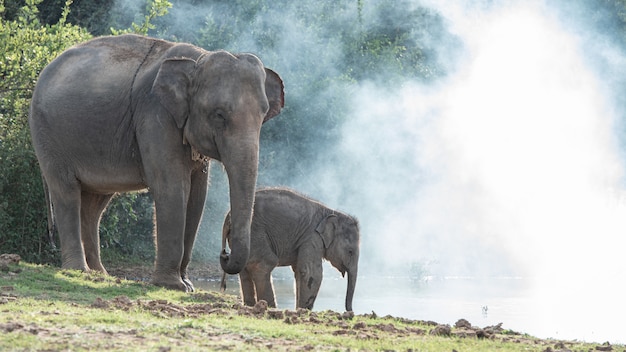 Wildlife elephant family in the forest.