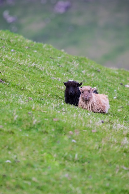 Wildlife in the Faroe Islands. Sheep on Vagar island.