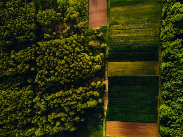 Wildlife from above. Sunset