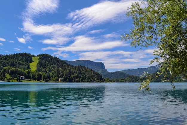 Wildlife. Mountain lake on a sunny day