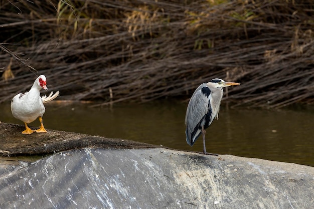 Wildlife White great heron Ardea cinerea resting near the pond on a winter sunny day