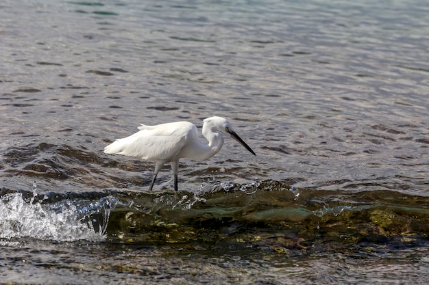 Wildlife White great heron Great egret hunt fish in the sea on a sunny day