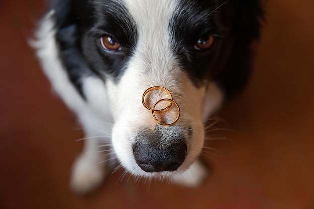 Will you marry me Funny portrait of cute puppy dog border collie holding two golden wedding rings on nose close up Engagement marriage proposal concept