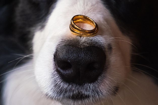 Will you marry me funny portrait of cute puppy dog border collie holding two golden wedding rings on