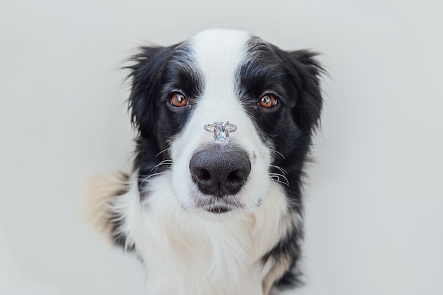 Will you marry me. Funny portrait of cute puppy dog border collie holding wedding ring on nose isolated on white